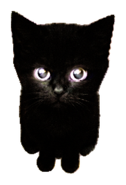 Cash Kitten, a small black kitten with wide glowing eyes